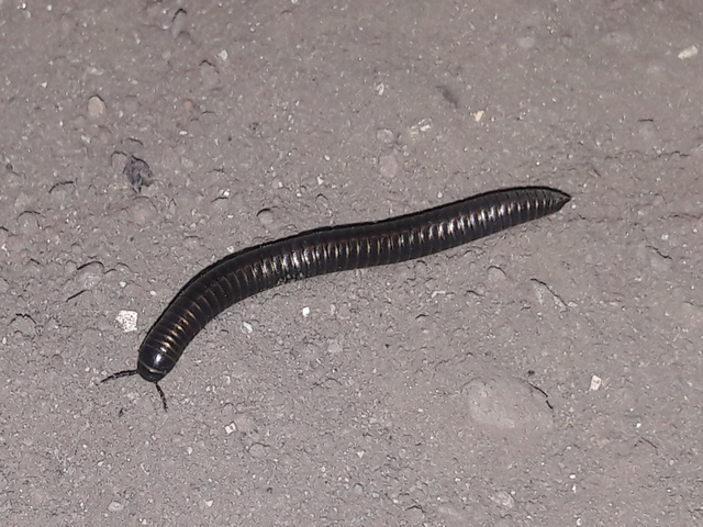 Diplopoda - Ikerszelvényesek