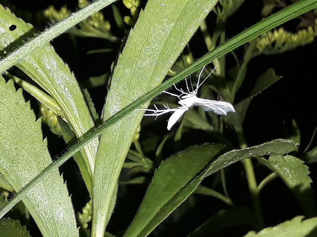 Pterophorus pentadactyla - fehér tollasmoly