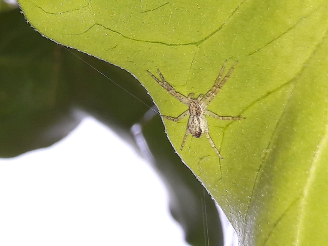 Philodromus
