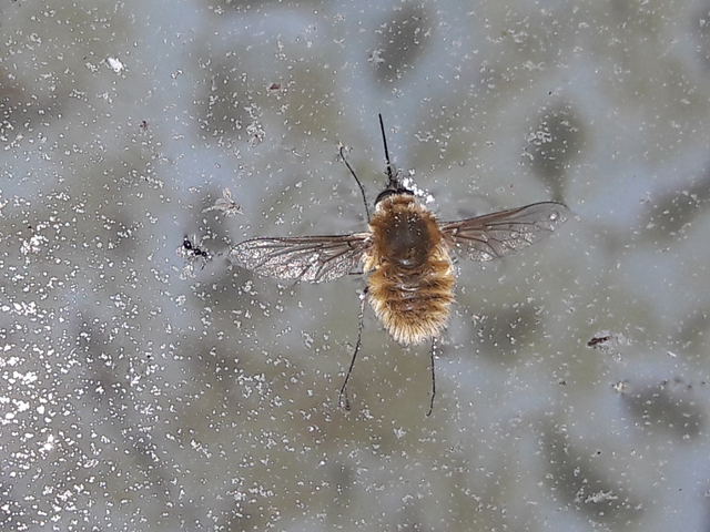 Bombyliinae