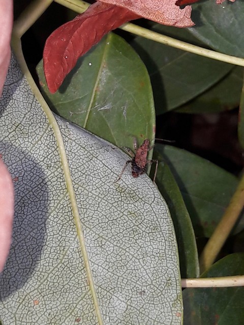 Himacerus