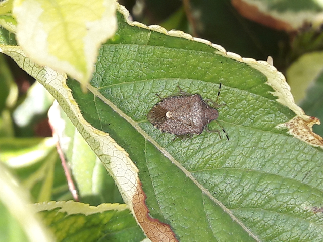 Peribalus strictus - tavaszi címerespoloska Peribalus strictus - tavaszi címerespoloska