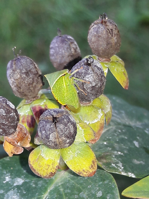 Stictocephala bisonia - bivalykabóca