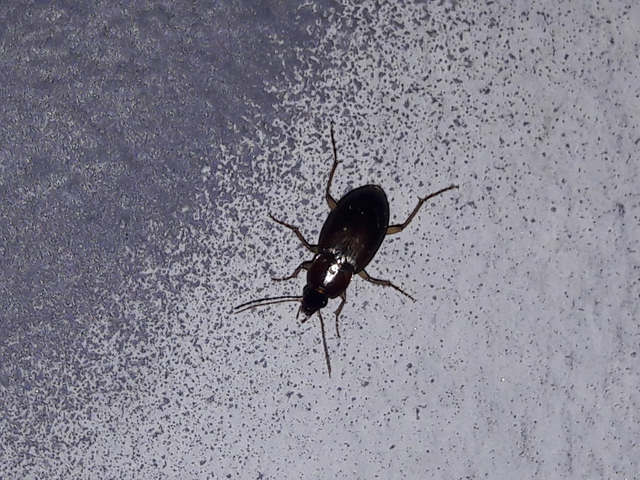 Calathus cinctus - parlagi tarfutó