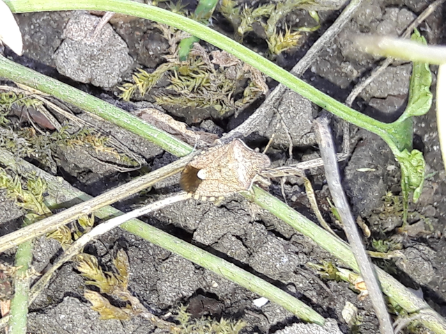 Peribalus strictus - tavaszi címerespoloska Peribalus strictus - tavaszi címerespoloska