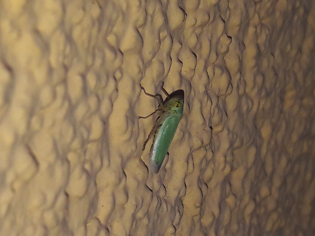 Cicadella viridis - méregzöld kabóca