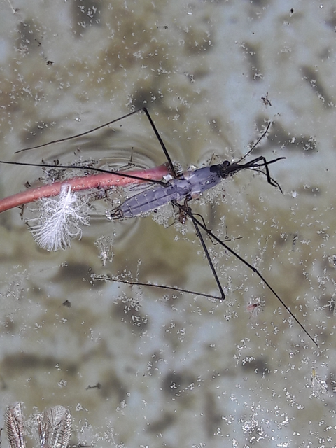 Gerridae - molnárpoloskák