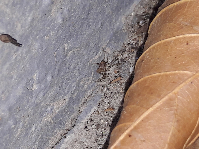 Scytodes thoracica - közönséges csupaszpók