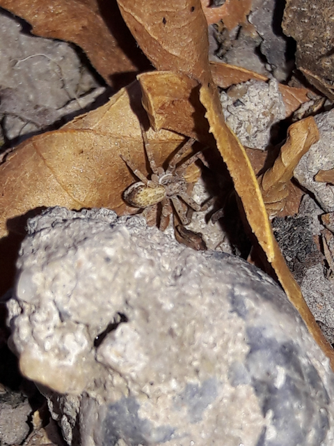 Philodromus