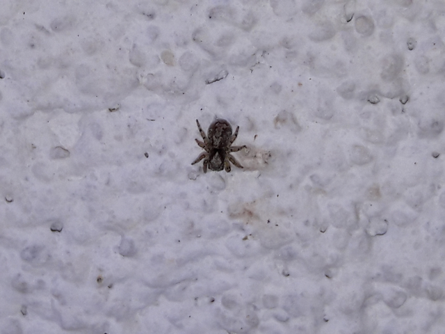 Pseudeuophrys lanigera - szobai ugrópók