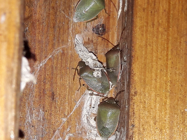 Acrosternum heegeri - rőtcsápú vándorpoloska