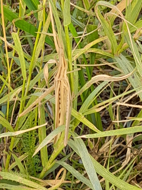 Acrida ungarica - sisakos sáska Acrida ungarica - sisakos sáska
