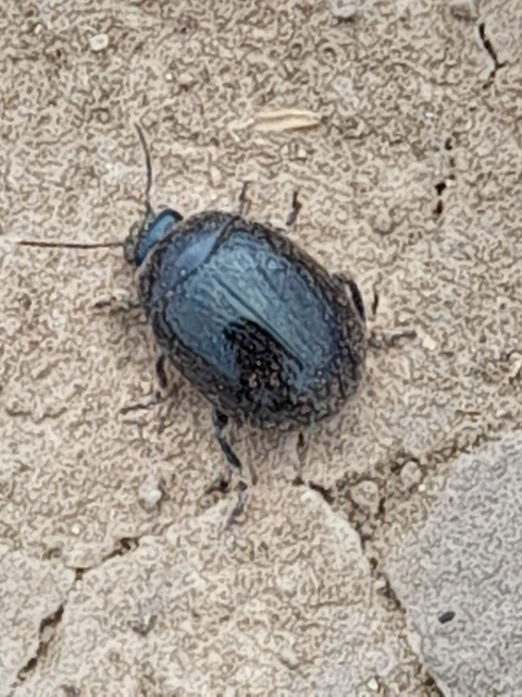 Chrysolina haemoptera - mezei levélbogár