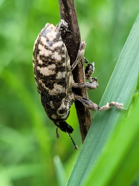 Cyphocleonus