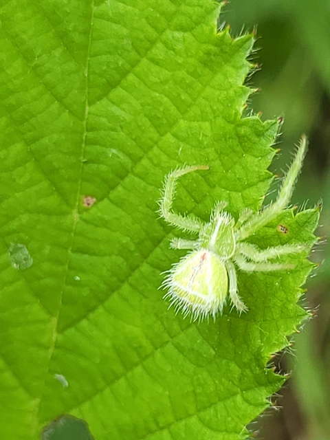 Heriaeus graminicola/hirtus