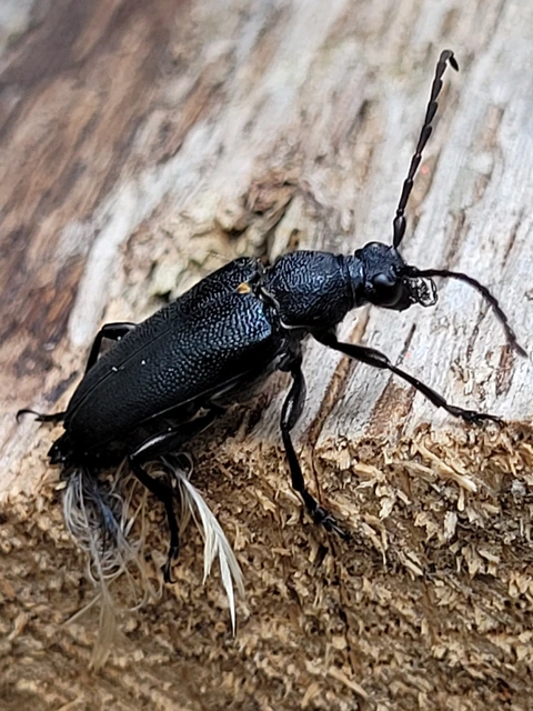 Stictoleptura scutellata - hegyi virágcincér