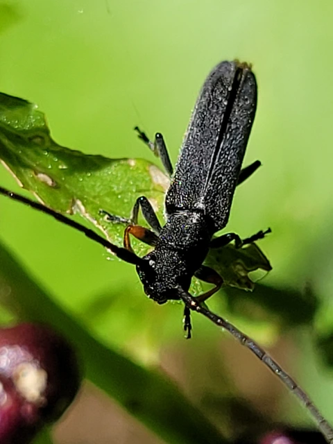 Phytoecia cylindrica - medvelapucincér