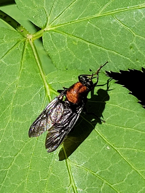 Clitellaria ephippium - tüskéshátú légy