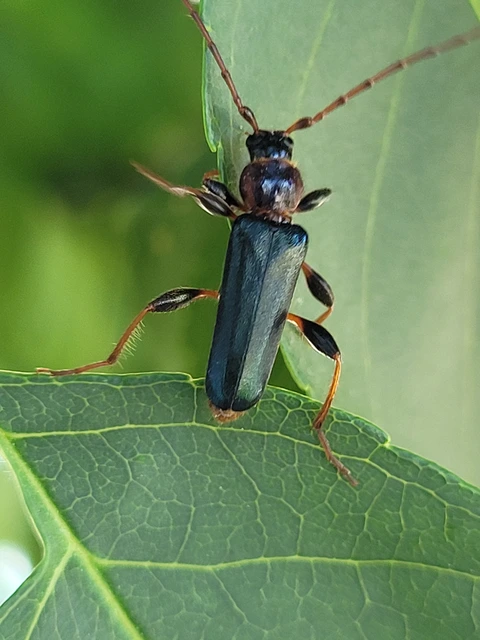 Phymatodes testaceus - változékony korongcincér Phymatodes testaceus - változékony korongcincér