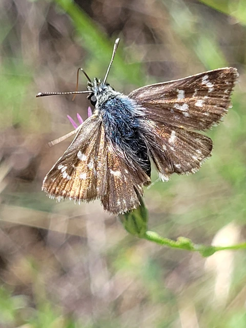 Spialia orbifer - törpe busalepke