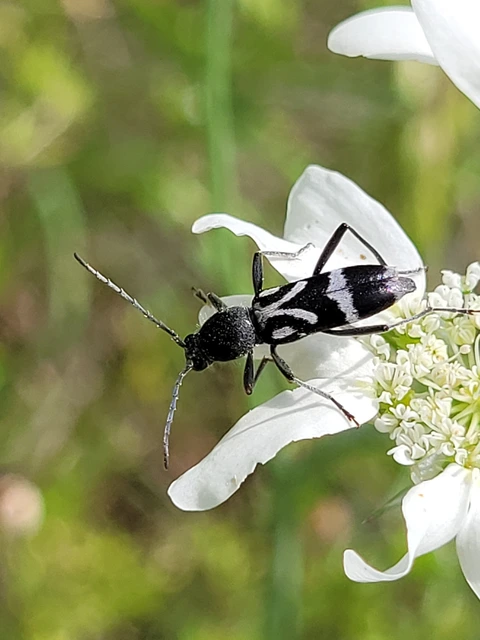 Chlorophorus figuratus - rajzos darázscincér