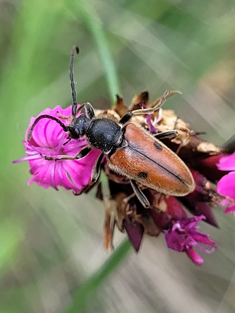 Vadonia unipunctata - kétpettyes virágcincér