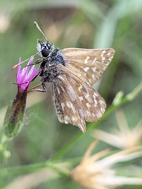 Spialia orbifer - törpe busalepke
