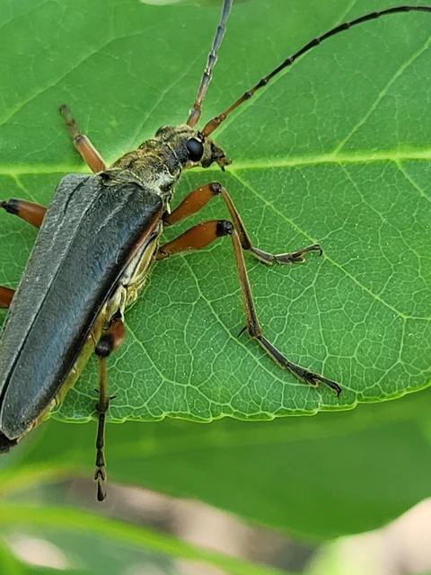 Stenocorus meridianus - fűz-gyökércincér