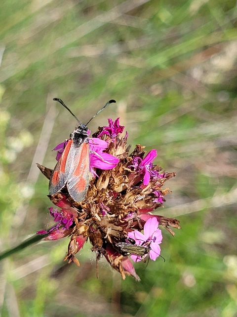 Zygaena punctum - pettyes csüngőlepke