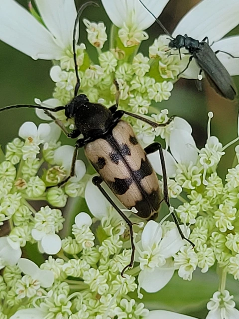 Pachytodes erraticus - rajzos virágcincér