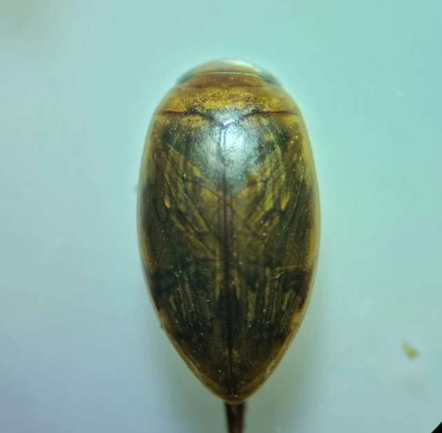 Laccophilus minutus - néma bukóbogár