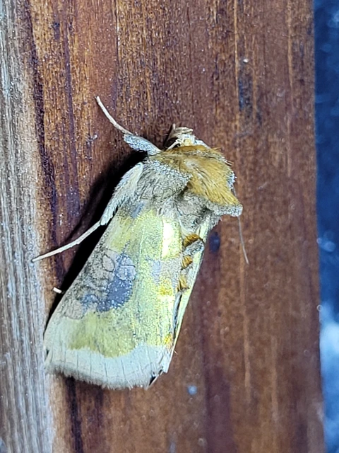 Diachrysia chrysitis - aranybagoly