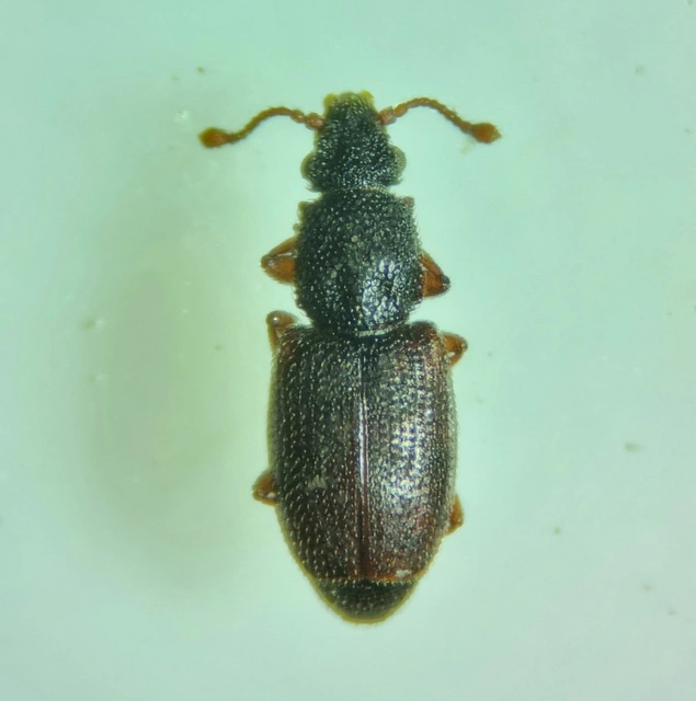 Monotomidae - törekbogárfélék