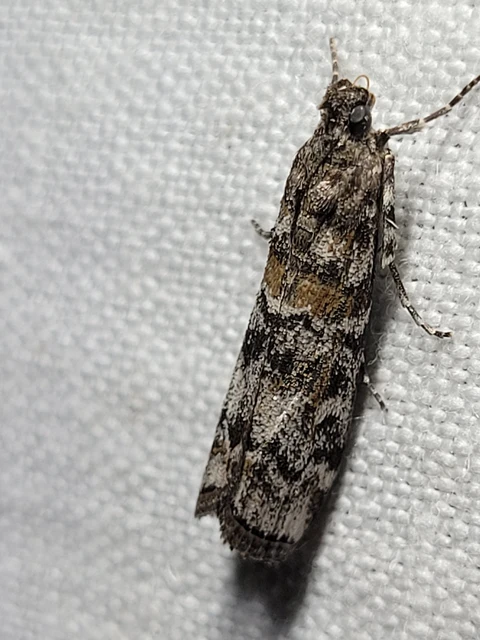 Dioryctria