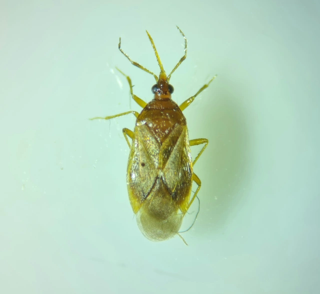 Anthocoridae - virágpoloskák Anthocoridae - virágpoloskák