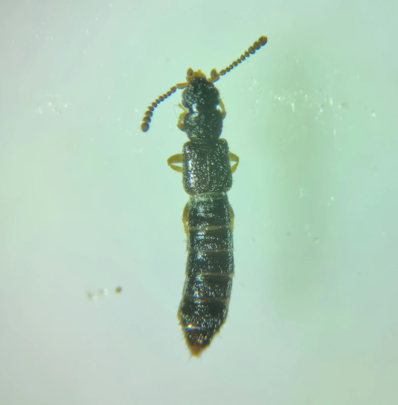 Carpelimus corticinus - sötét iszapholyva
