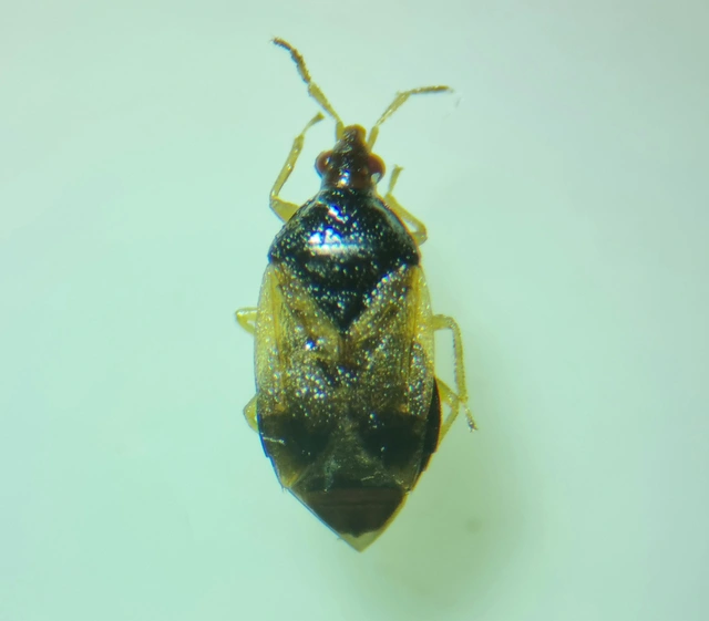 Anthocoridae - virágpoloskák Anthocoridae - virágpoloskák
