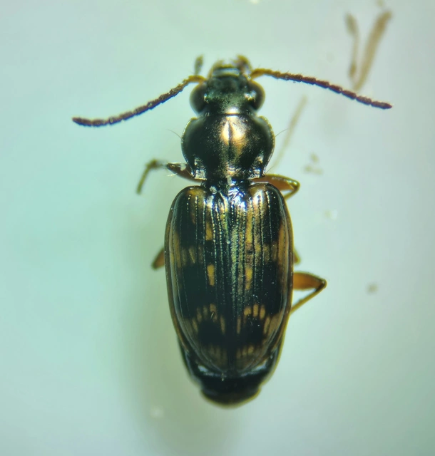Bembidion varium - rajzos gyorsfutó