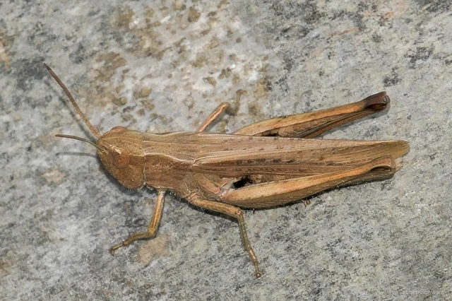 Chorthippus dorsatus - hátas rétisáska Chorthippus dorsatus - hátas rétisáska