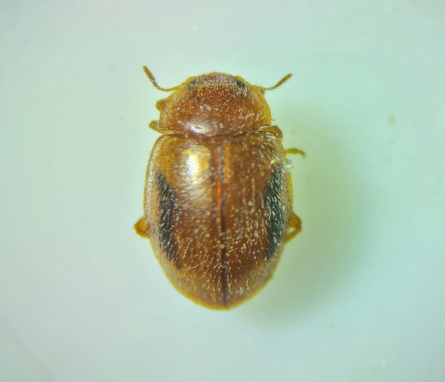 Rhyzobius chrysomeloides - szalagos félböde