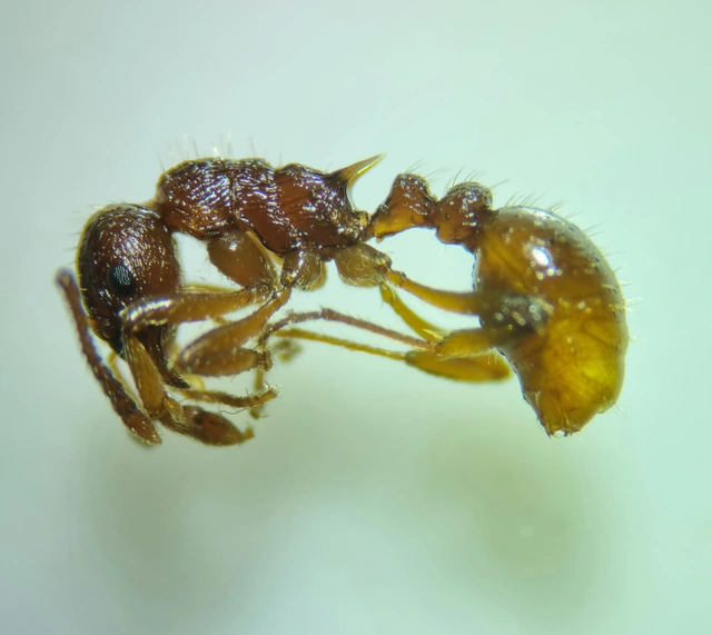 Myrmica ruginodis - erdei bütyköshangya