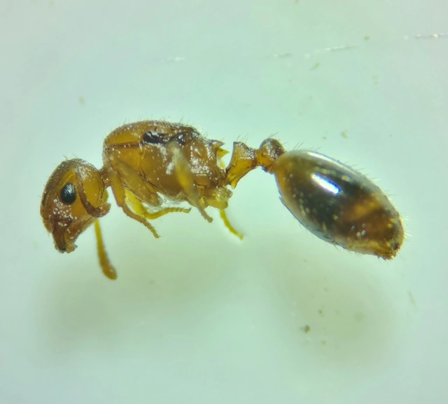 Temnothorax crassispinus - gubacslakó kéreghangya