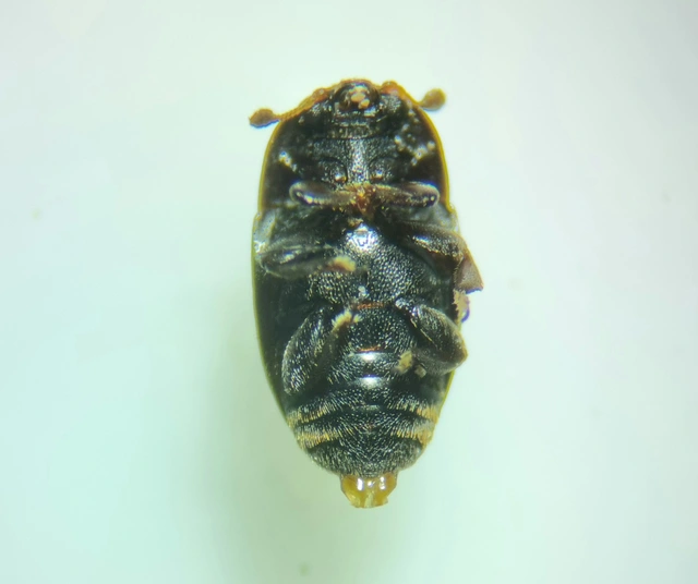 Meligethinae Meligethinae