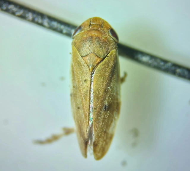 Neophilaenus campestris