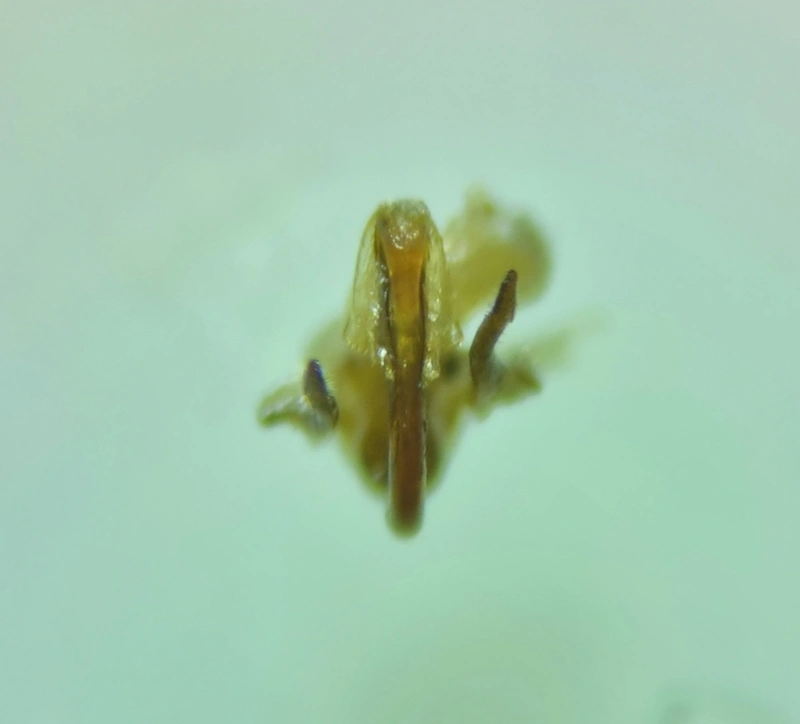 Neophilaenus campestris