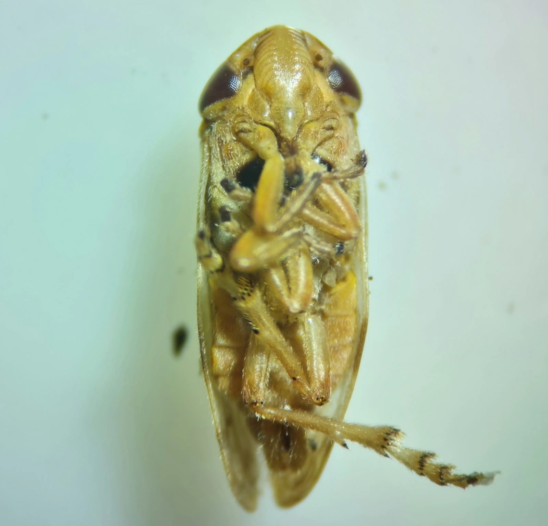 Neophilaenus campestris