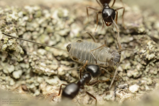 Stomaphis