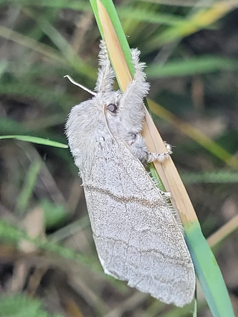 Calliteara pudibunda - hamvasszövő