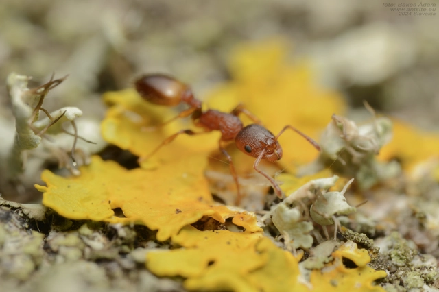 Temnothorax affinis - erdei kéreghangya