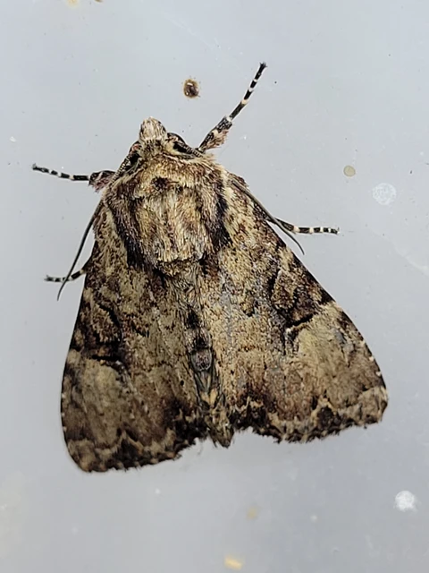Apamea epomidion - vörösbarna dudvabagoly